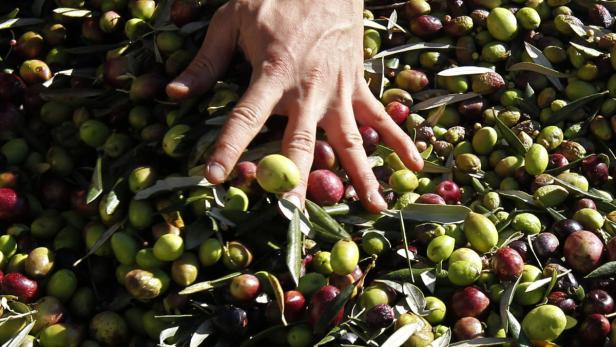 epa03469444 Olives are harvested at the Domaine de l&#039;Oulivie in Combaillaux, southern France, 13 November 2012. France produces around 5,000 tonnes of olive oil for domestic consumption each year. The Domaine de l&#039;Oulivie is the one of the largest olive farms in the Herault region. EPA/GUILLAUME HORCAJUELO