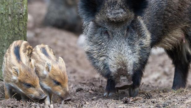 Wildschweine