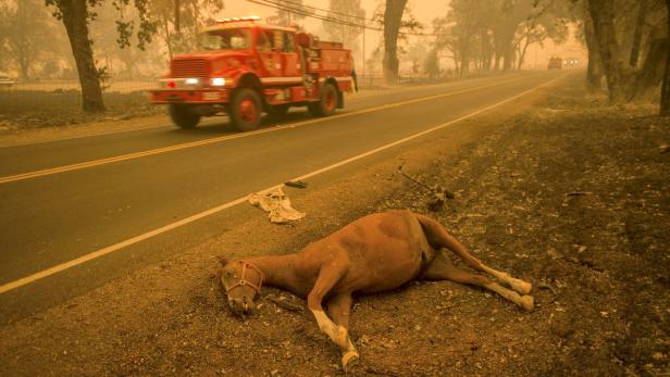 A dead horse lies beside Highway 175 after the Val Seit Tagen kämpfen Tausende Feuerwehrleute in Kalifornien gegen heftige Wald- und Buschbrände an.