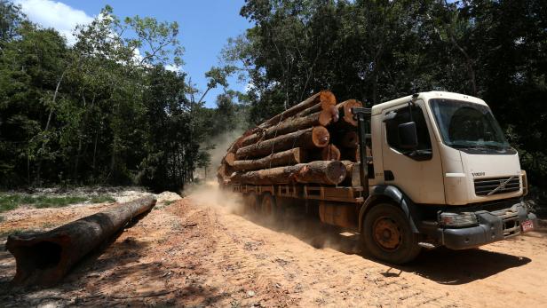 Abholzung im Regenwald hat schwerwiegende Folgen.