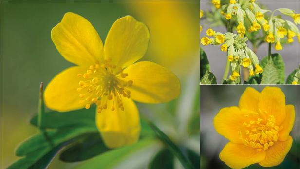 gelbe Wildblumen im Frühling