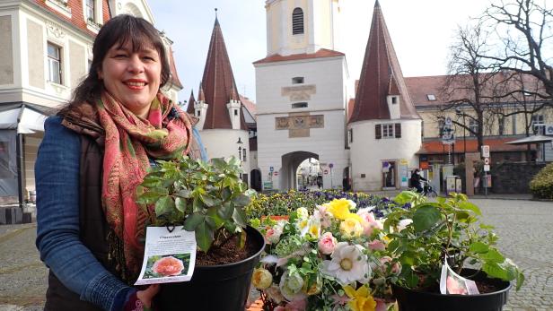 Ausstellerinnnen und Aussteller werden beim ersten Kremser Pflanzen- und Raritätenmarkt in der Innenstadt mit einer Pflanzenvielfalt bereitstehen.