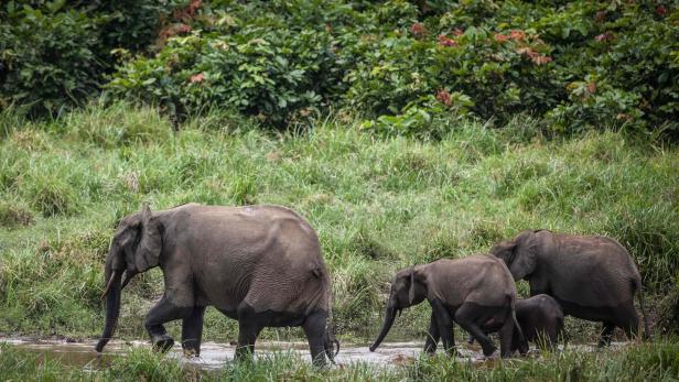 Afrikanischer Waldelefant akut vom Aussterben bedroht