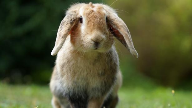 dwarf ram rabbit in garden