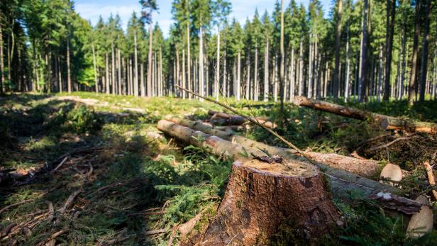 Immer häufiger fallen Fichten dem Klima zum Opfer. Durch Trockenheit geschwächte Bäume kämpfen mit Schädlingen. Oft erliegen Fichten auch Stürmen.