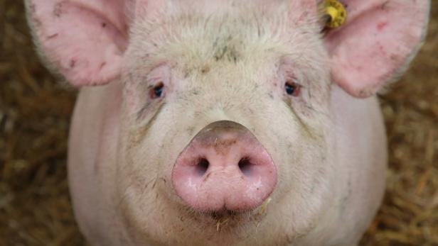 Schwein gehabt: Wie sich Bauern über die Corona-Zeit retten