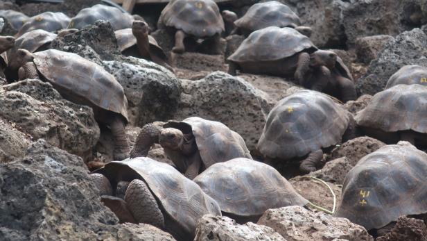 Tierschmuggler mit 185 Schildkröten im Koffer erwischt