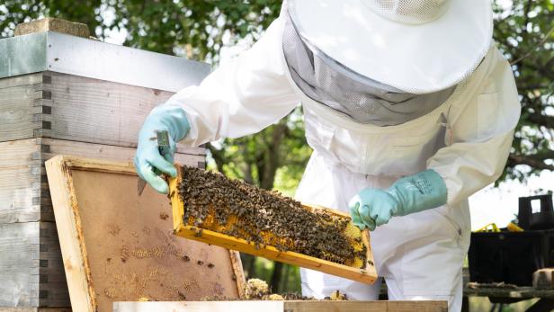 Bienen-Züchter fürchten Einkreuzung fremder Rassen