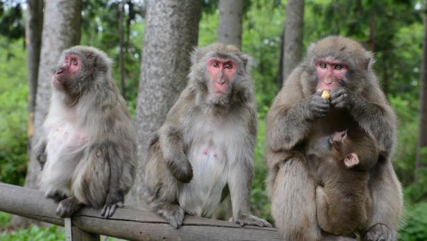 Thailand wehrt sich mit Polizeieinheit gegen aggressive Affen