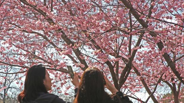 Premiere der Saison: Die Kirschblüte im Stadtpark ist erblüht. Für ein Foto stellt man sich auch an.