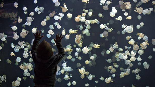 A boy watches jellyfish swim in a large tank at the Vancouver Aquarium in Vancouver, British Columbia May 16, 2013. The tank contains around 2,000 spotted jellyfish and is part of a major display of 15 various species from around the world. REUTERS/Andy Clark (CANADA - Tags: SOCIETY ANIMALS TPX IMAGES OF THE DAY)