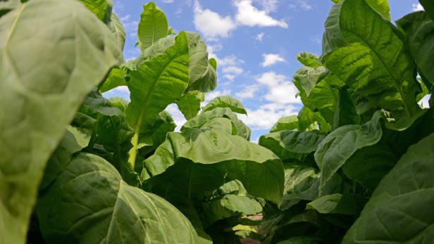 Nächstes Jahr wird auf einem halben Hektar Tabak angepflanzt.