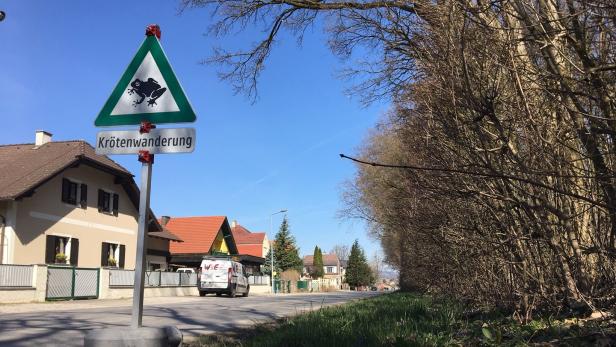 Krötenwanderung in St. Pölten: Mit "Eimertaxi" über die Straße