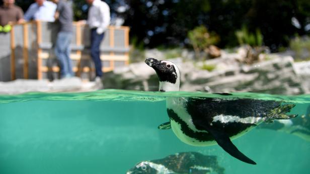 Ein Besuch der Tiere im Zoo Salzburg steht derzeit hoch im Kurs