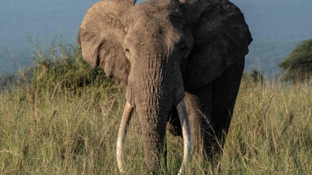 Hunderte Lizenzen für Abschuss von Elefanten in Botswana