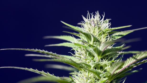 Close-up image of marijuana plant against blue sky