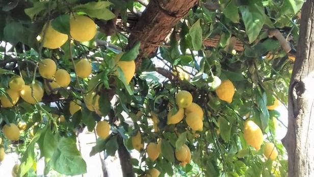 Wenn Zitronen von der Amalfiküste gegen Fernweh helfen
