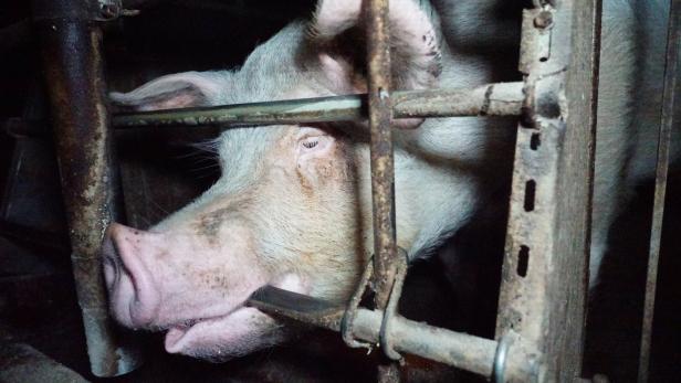 "Horrende Zustände": Aktivisten zeigen Schweinezüchter in NÖ an