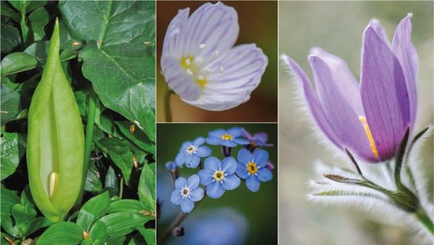 Wildblumen ab April - "28 Frühlingsboten in Wort und Bild", Teil 8