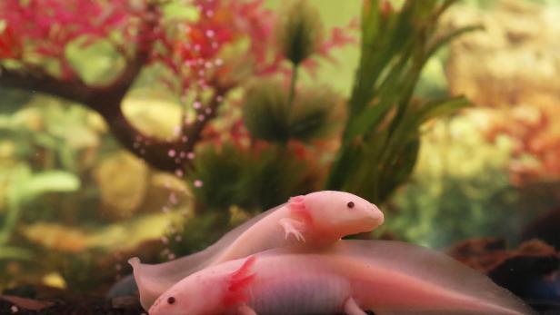 Wiener Forscher sortierten Axolotl-Erbgut in 14 Bände