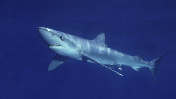 Der Hai ist im Mittelmeer vom Aussterben bedroht