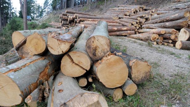 Holz fehlt: „Firmen könnten im Herbst stillstehen“