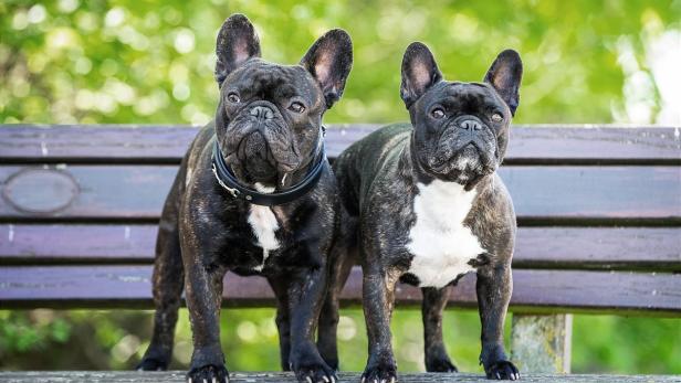 Französische Bulldoggen mit kurzer Nase, Kosmos Verlag, Hunderassen