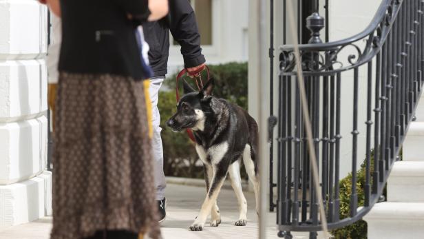  U.S. President Joe Biden's dog Major is walked on a leash at the White House in Washington