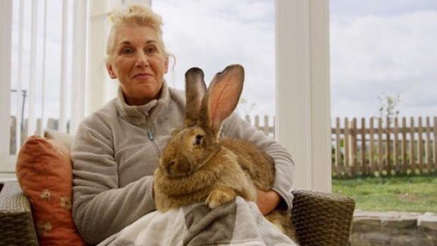 "Größtes Kaninchen der Welt" aus Haus der Besitzerin gestohlen