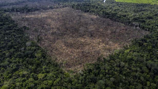Traurige Liste: EU auf Platz zwei der Regenwaldvernichter