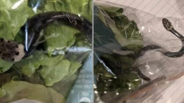 Bub fand giftige Schlange in verpacktem Supermarkt-Salat