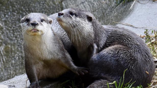 Otter wurden positiv auf Corona getestet