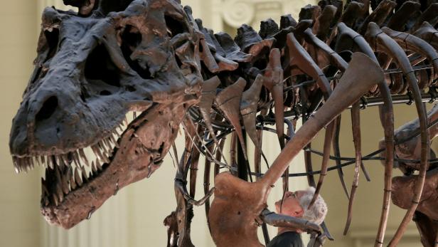 Ein Tyrannosaurus-rex-Fossil in Chicago, USA.