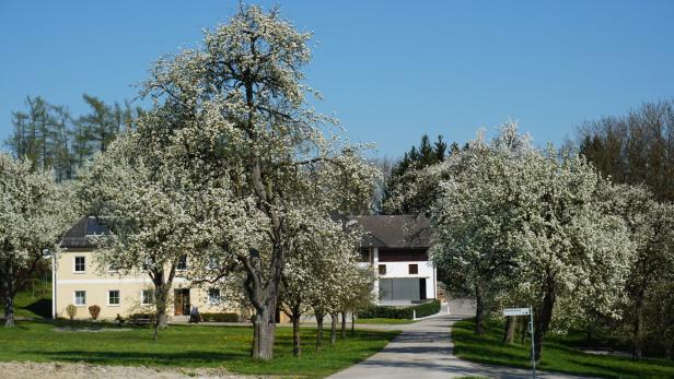 Die Birnbaumblüte startet zu Ostern