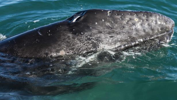 An sich leben Grauwale in pazifischen Gewässern.