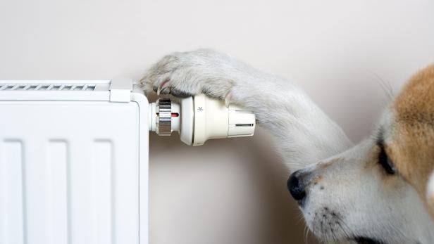 Dog adjusting comfort temperature on radiator