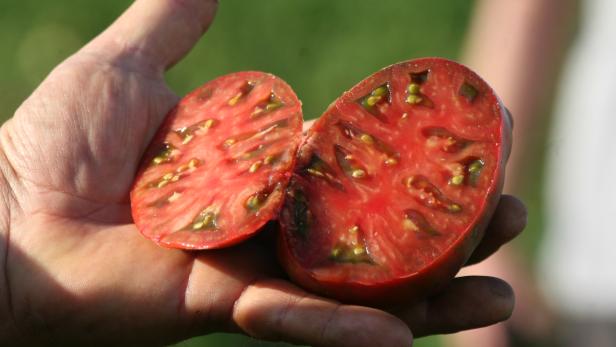 Das Paradeiser-Projekt: Profi-Tipps für eine gute Tomatenernte
