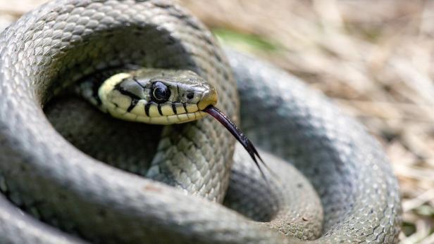 Warum fürchten sich so viele  Menschen vor Schlangen?