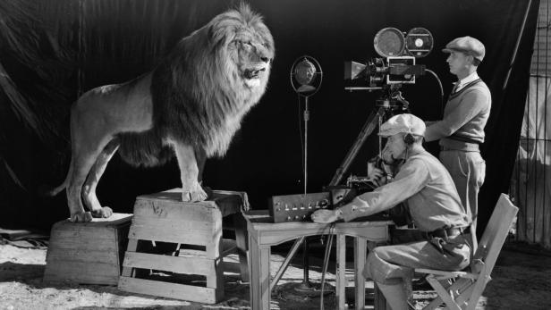 Löwe Jack bei den Dreharbeiten zum Metro-Goldwyn-Mayer-Logo.