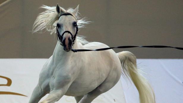 epa03634149 A horseman (not seen) guides horse AS Dirham during the first day of the 10th edition of Dubai International Arabian Horse Championship in Gulf emirate of Dubai, United Arab Emirates, 21 March 2013. Dubai International Arabian Horse Championship is a competition for Purebred Arabian horses, showcasing their beauty, agility &amp; heritage, it is running from 21-23 March 2013. EPA/ALI HAIDER