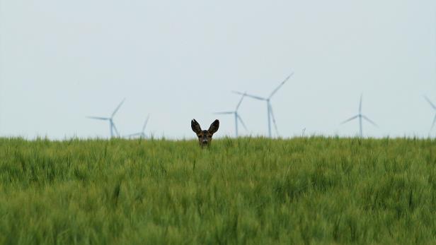 Ein Reh schaut aus einem grünen Feld, im Hintergrund Windräder.