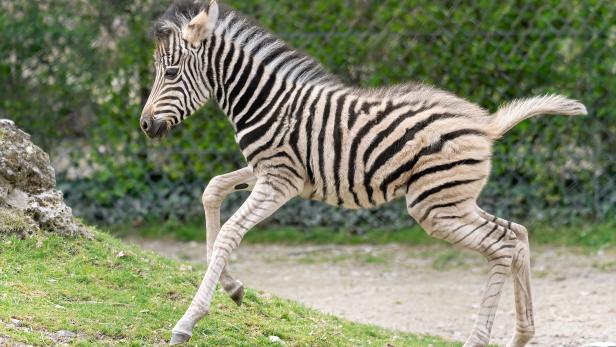 Im Tiergarten Schönbrunn wartet nach dem Lockdown ein Zebrafohlen