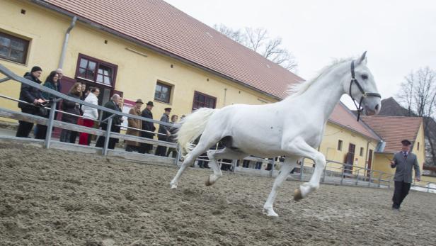 Um für die Auslandstourneen fit zu werden, wird nun die Ernährung der Lipizzaner umgestellt.