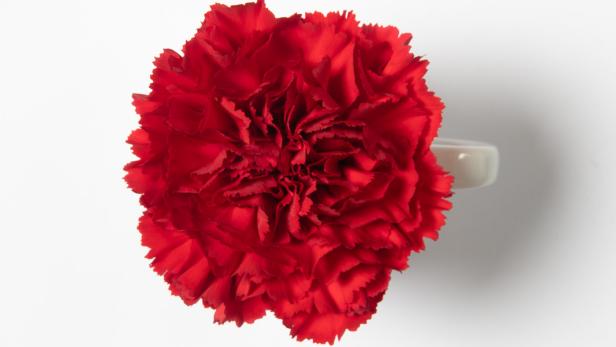 Rote Nelke: Eine Blume als Symbol des 1. Mai