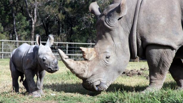 epa03709481 A handout image released on 21 May 2013 by the Taronga Western Plains Zoo in Dubbo, some 400 km west of Sydney, Australia, shows an as yet unnamed male White Rhinoceros calf, and his mother Mopani, which was born on 14 May 2013. The zoo hails this as great achievement, providing hope for the species in a year where over 300 rhinos have already been killed by poachers in the wild. EPA/TARONGA ZOO AUSTRALIA AND NEW ZEALAND OUT HANDOUT EDITORIAL USE ONLY