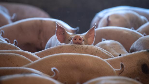 AMA-Gütesiegel: Schweinehaltung soll tiergerechter werden