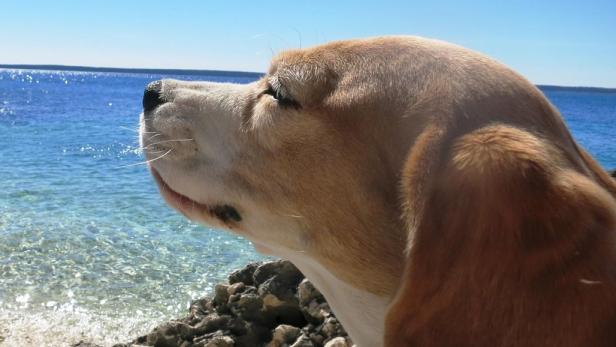 Daria liebt das Sonnenbad am Strand auf „ihrer“ Insel in Kroatien. Seit zehn Jahren ist sie ein, zwei Mal pro Jahr dort und kennt dort inzwischen jeden Einsiedler und jeden Krebs mit Namen