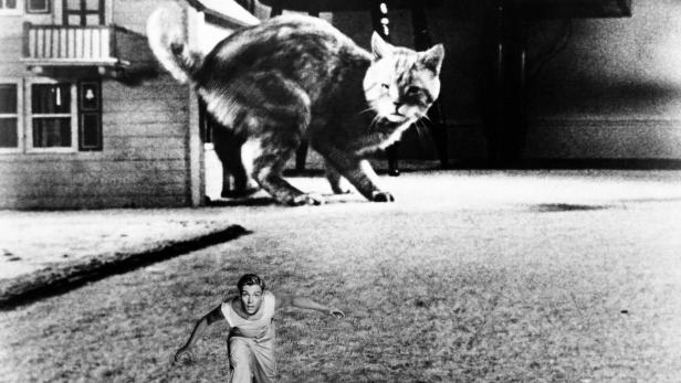 Die Hauskatze wird zum tödlichen Feind: &quot;The Incredible Shrinking Man“ (1957) begeistert Kinder