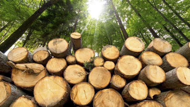 Viel weniger Holzernte 2020:  Wald braucht Verschnaufpause