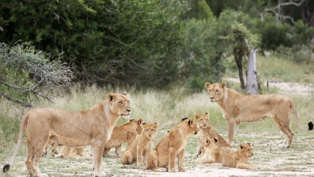 Aus für Löwen "aus der Dose": Südafrika will Zucht von Jagdbeute stoppen